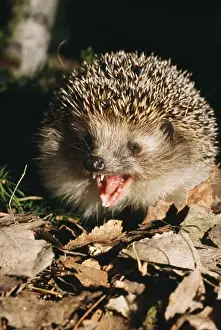 European Hedgehog Pictures Imprime: Common Hedgehog - calling