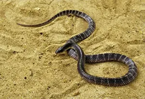 Imágenes de agosto de 2011: Veneno común de cobra marina