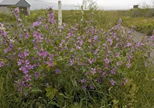 Purple Flowers UK Imprime: Common Mallow