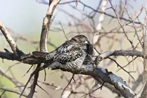 Cicota común