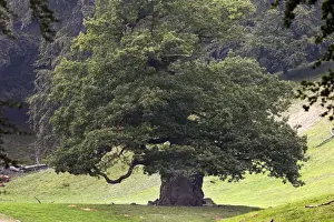 Single Oak Tree Image Imprime: Common Oak