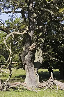 Oak Tree Imprime: Common Oak Tree