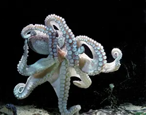 Jean Michel Labat Artwork Imprime: Common Octopus