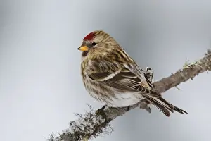 Personal Use Bird Prints Only Imprime: Common Redpoll