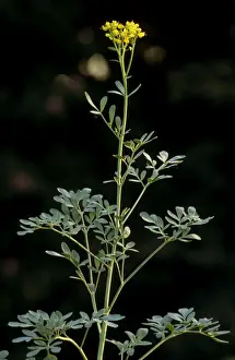 Herb Garden Plants Imprime: Common Rue