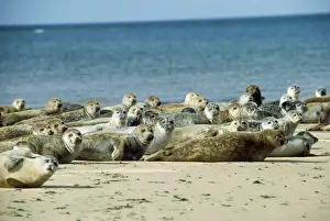 Chris Knights Photography Imprime: Common Seal