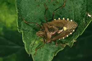 Coreus Marginatus Imprime: Common Sheild Bug In forest
