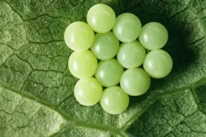 Shield Bug Reproduction Imprime: Common Shield Bug Eggs
