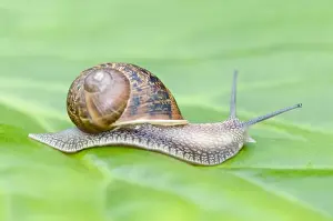 Nature Inspired Wall Art Imprime: Common Snail on leaf