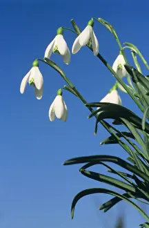 Johan De Meester Photography Imprime: Common Snowdrop