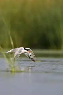 British Seabird Species Imprime: Common Tern