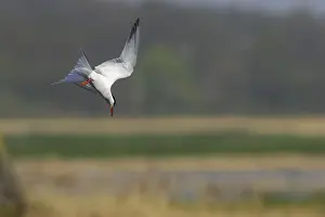 Coastal Bird Species UK Imprime: Common Tern - Diving for fish Minsmere, Suffolk, UK BI009841