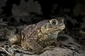 Toads In The Wild Imprime: Common Toad - at night