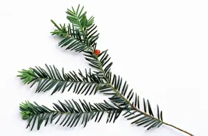 Taxus Baccata Imprime: Common Yew