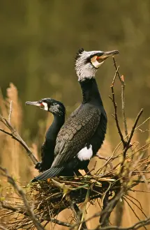 Duncan Usher Artwork Imprime: Comorant - nesting pair