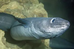 Conger Eel Imprime: Conger Eel