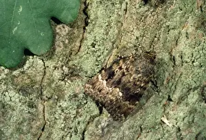 Nature Photography Artwork Imprime: Copper Underwing Moth