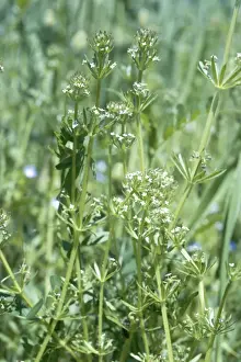 United Kingdom Wildflowers Imprime: Corn Cleavers
