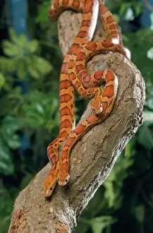 Impresiones de JD-7199 Corn Snakes - Tres enredados alrededor de un árbol. La especie es la elaphoidea Elaphe guttata, y se le conoce comúnmente como 'cornezuelos' Imágenes Relacionadas Imprime: Hueco Cornalito - tres
