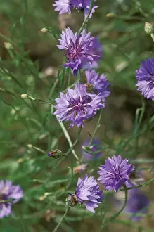 Centaurea Cyanus Images Imprime: Cornflowers