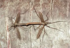 Wildlife Insects Imprime: Cranefly - pair mating