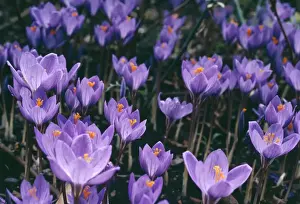 Crocus Flowers Imprime: Crocus
