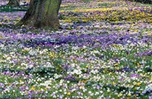 Crocus Flower Imprime: Crocus - in spring-time