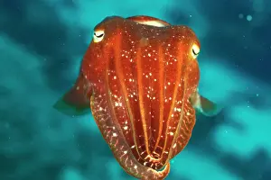 Sepia Imprime: Cuttlefish