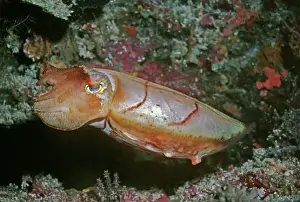 Australasian Wildlife Photos Imprime: Cuttlefish - This cuttlefish changes colour constantly