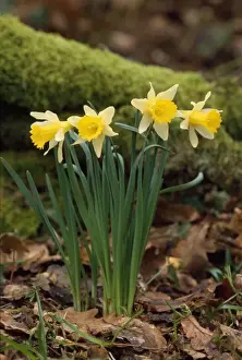 Spring Plant Life Imprime: Daffodils