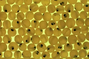 Pat Morris Photography Imprime: Developing Trout Eggs