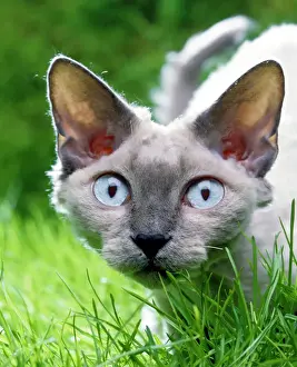 Devon Rex Imprime: Gato Devon Rex En el césped