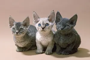 Devon Rex Imprime: Gato Devon Rex - tres gatitos