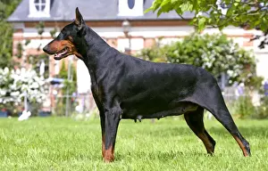 Unique Pet Gifts Online Imprime: Doberman