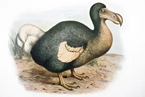 Extinct Birds Imprime: Dodo - extinct bird