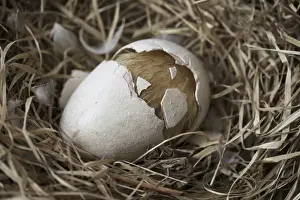 Extinct Bird Species Imprime: Dodo - hatchling cracks eggshell in half