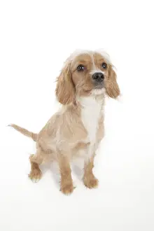 Impresión enmarcada : PERRO - CAVAPOO