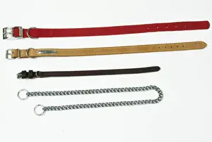 John Daniels Artwork Imprime: Dog Collars
