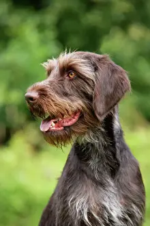 Dog Breeds Imprime: Dog. German Wire-Haired Pointer