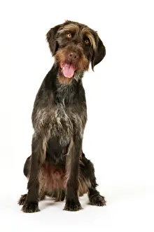 Dog Breeds Imprime: Dog. German Wire-Haired Pointer