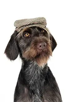 Dog Breeds Imprime: Dog. German Wire-Haired Pointer with hat