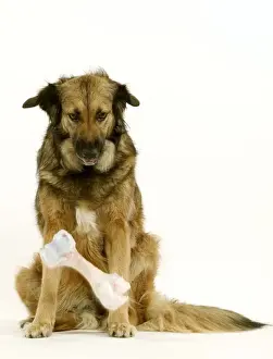 Jean Michel Labat Prints Imprime: Dog - Mongrel dropping bone