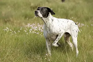 Mammals As Pets Information Imprime: Dog - Pointer - pointing