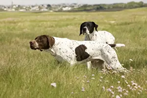 Black And White Dog Breeds Imprime: Dog - Pointers