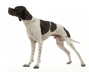 Perro - Puntor