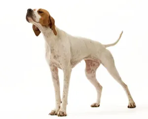 Domestic Mammals Imprime: Dog - Pointer