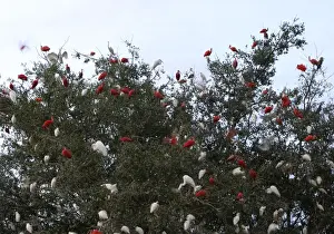 Tree Nesting Birds Imprime: Dormitory ibises