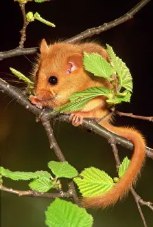 Pequeños Mamíferos Imprime: Dormouse