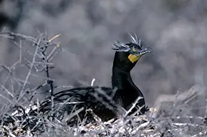 Wildlife Birds Photos Imprime: Double-crested Cormarant