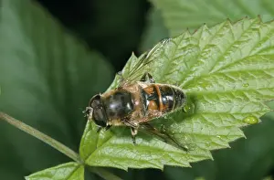 Hoverfly Images Imprime: Drone Fly / Hover Fly